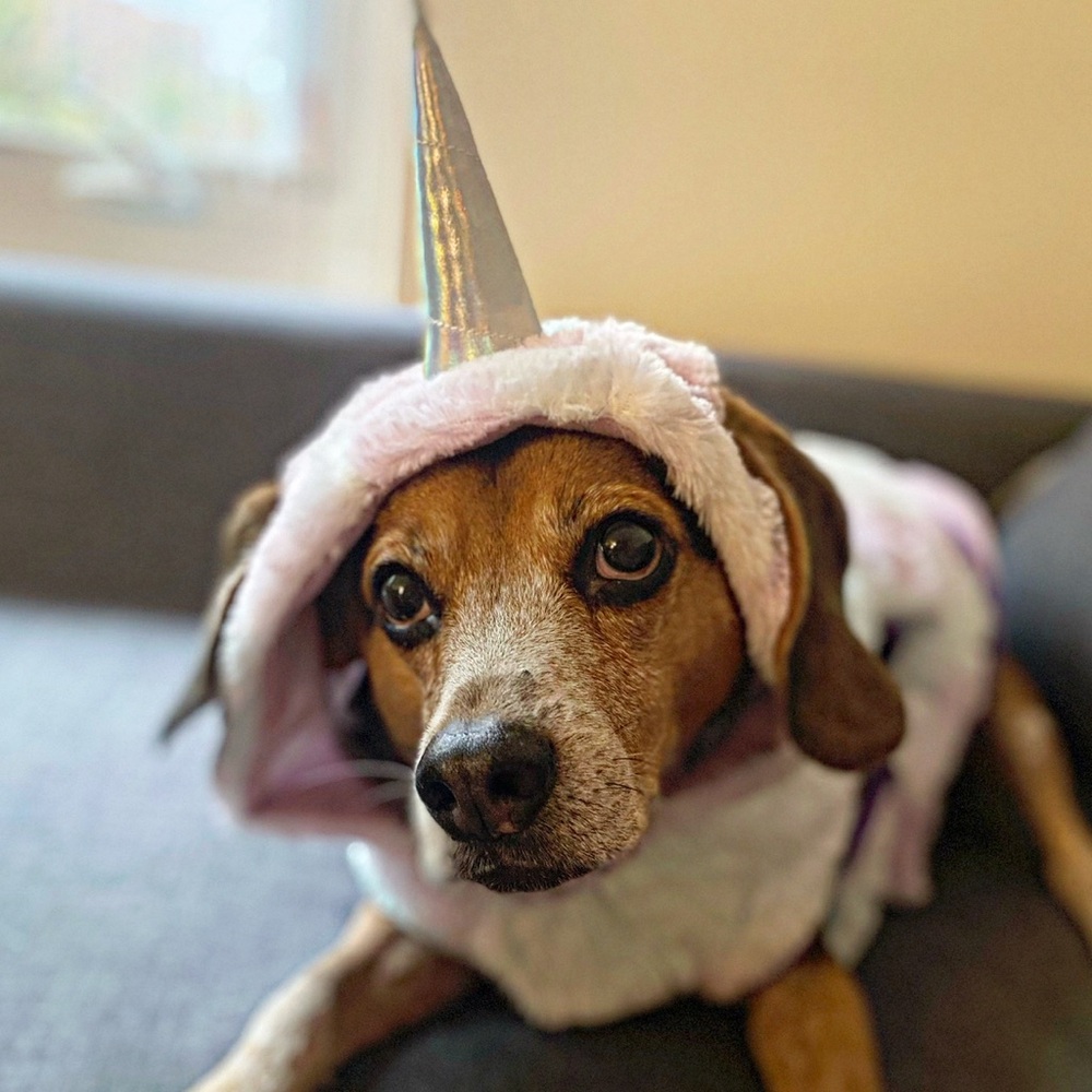 Unicorn Dog Costume- Size L